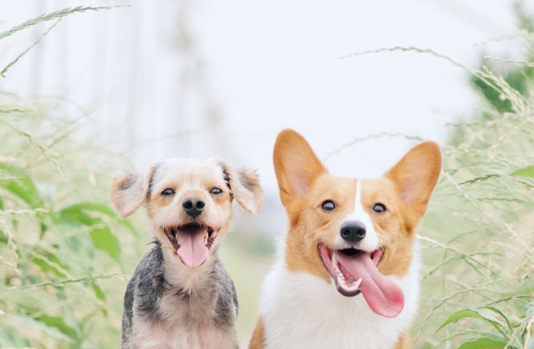 Preventing Home Dog Fights in London